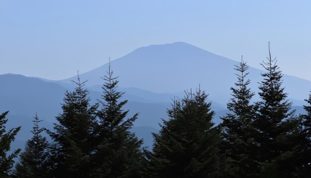 Photo a view over the tops of trees to the smoky mountain