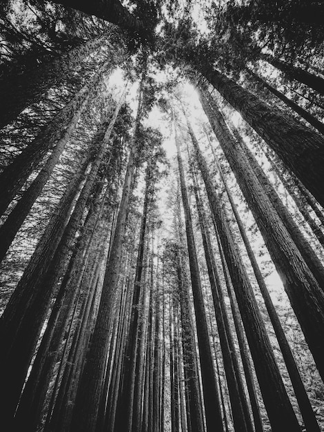 Foto vista verso il cielo in una foresta