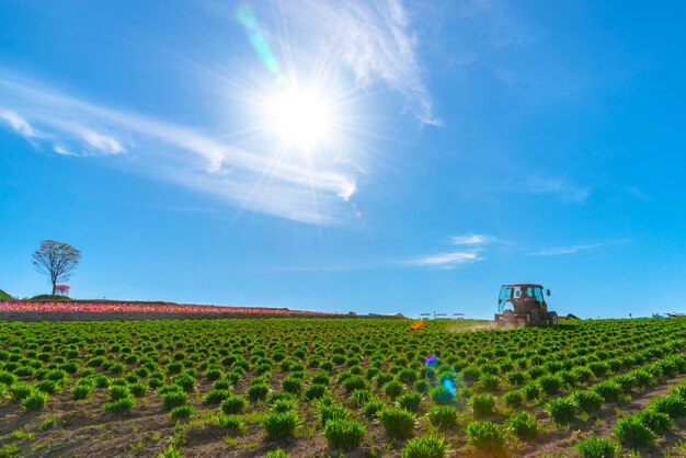 View of a tractor and planting implement cultivating flower field in a beautiful sunny day