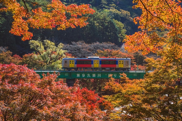 View of train and trees in forest