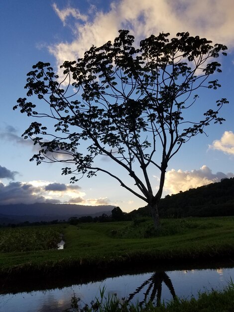 Photo view of tree against cloudy sky