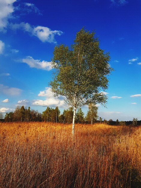 View of tree against sky