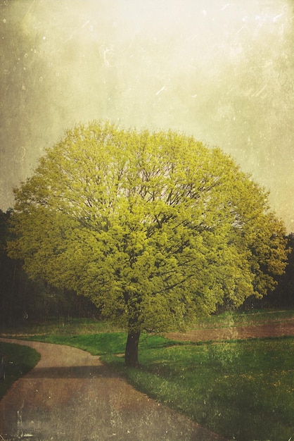 Photo view of tree along road