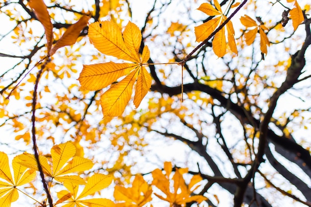 View at the tree in autumn sunlight