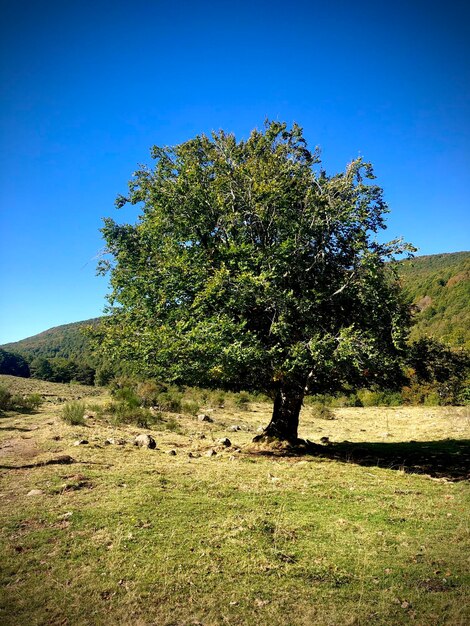 View of tree on field against clear blue sky