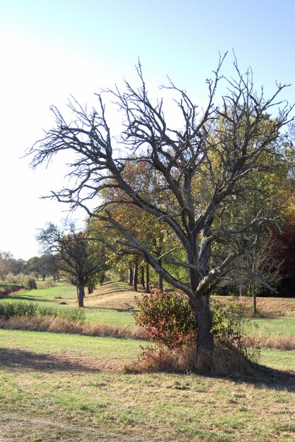 View of tree on field against clear sky