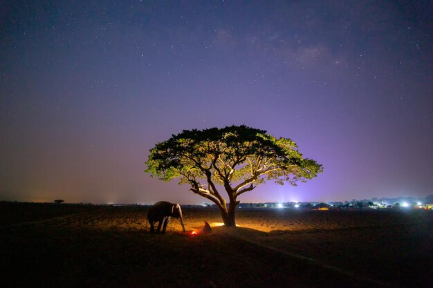 Photo view of tree on field against sky at night