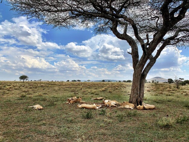 Foto vista dell'albero sul campo contro il cielo