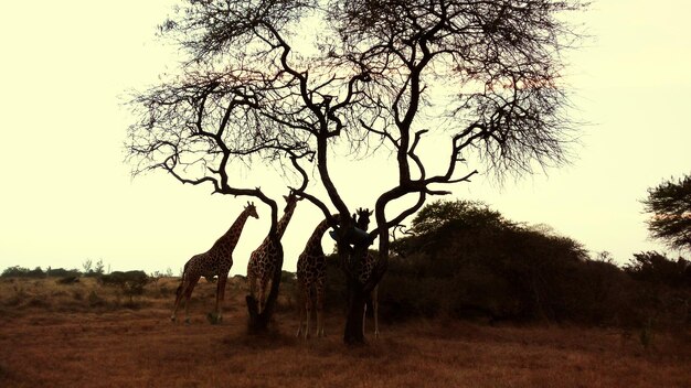 View of tree on field against sky