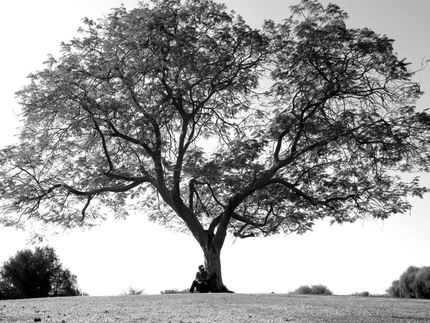 Foto vista dell'albero sul campo