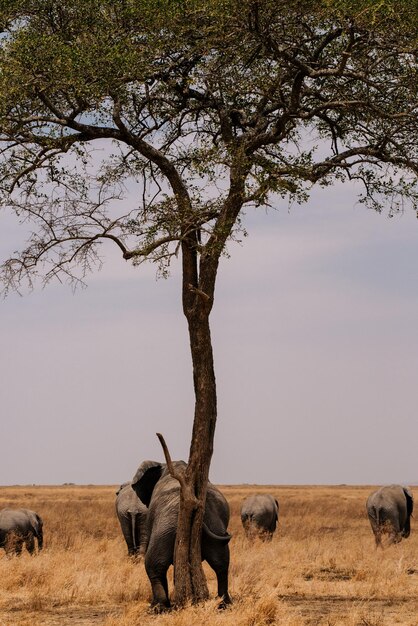 View of tree in field