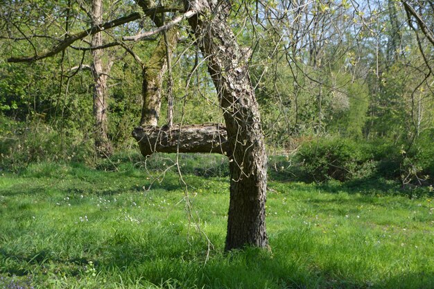 View of a tree in the forest