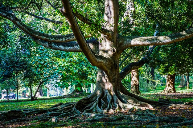 View of tree in forest