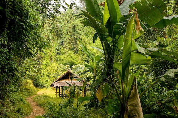 View of tree in forest