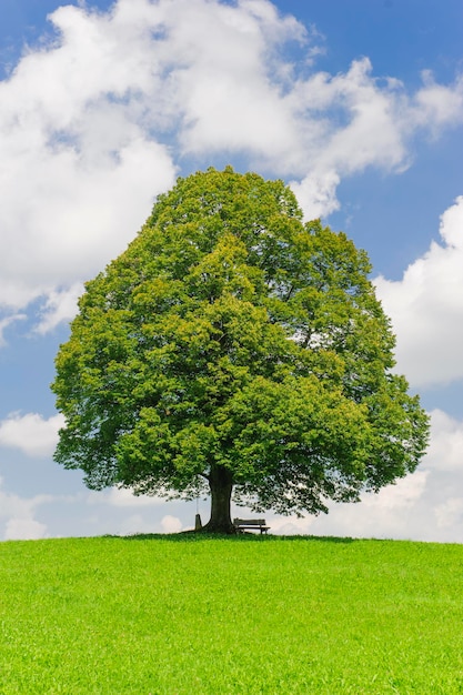 Photo view of tree growing on grassy field against sky