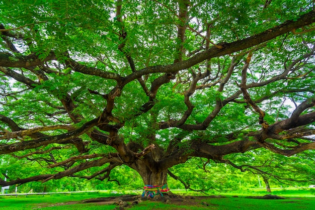 Photo view of tree in park