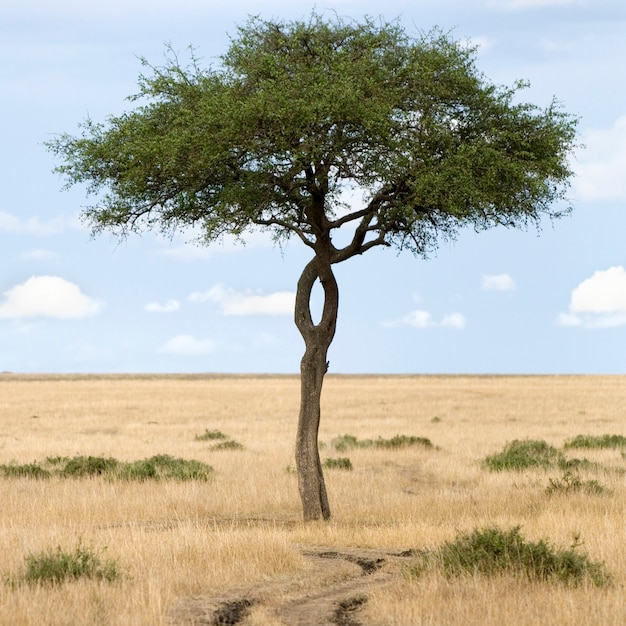 Photo view of a tree next to a path in a plain in the natural reserve of masai mara.