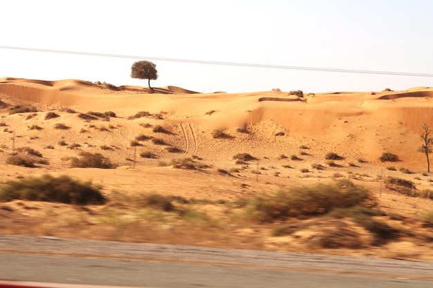 Photo view of tree on sand dunes in desert