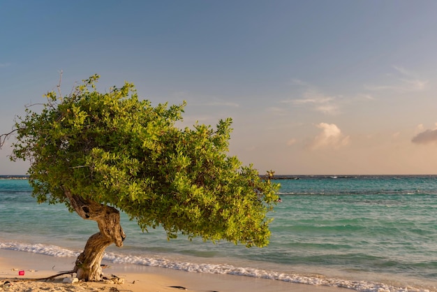 Foto vista dell'albero sulla riva della spiaggia contro il cielo