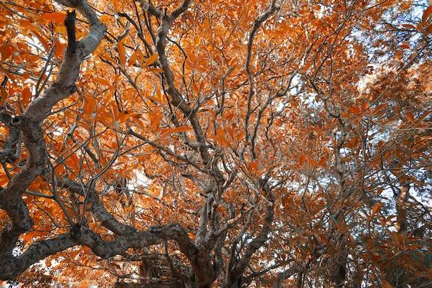 The view of tree in spring and leaves are turning red or Orange