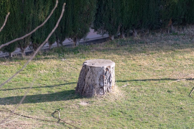 Foto vista di un tronco d'albero nella foresta