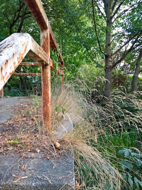 Foto vista del tronco di un albero nella foresta