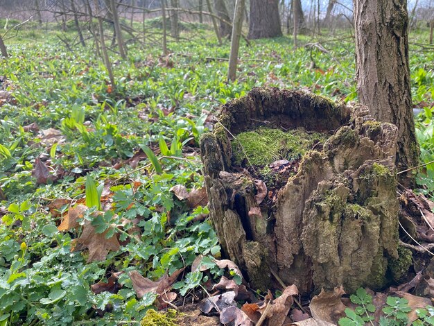 View of tree trunk in forest