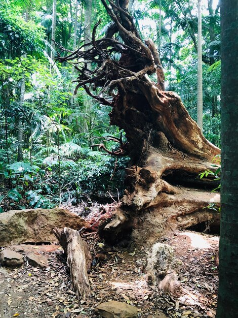 View of tree trunk in forest