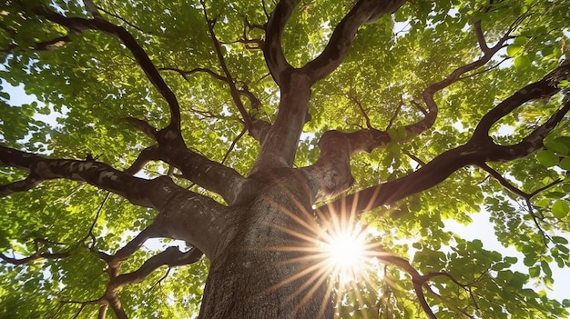 A View of a Tree Trunk with Sun Shining Through