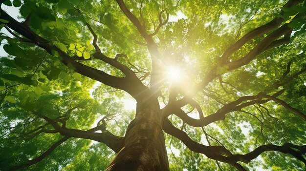 View of tree trunk with sun shining through