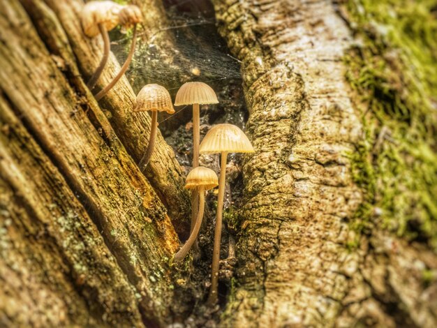 View of tree trunk