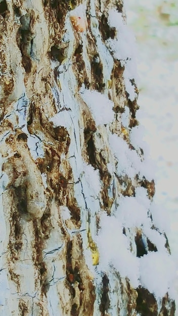 Photo view of tree trunk