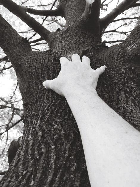 Foto vista del tronco dell'albero