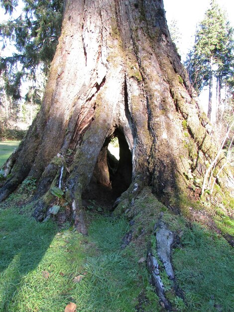 Foto vista del tronco dell'albero