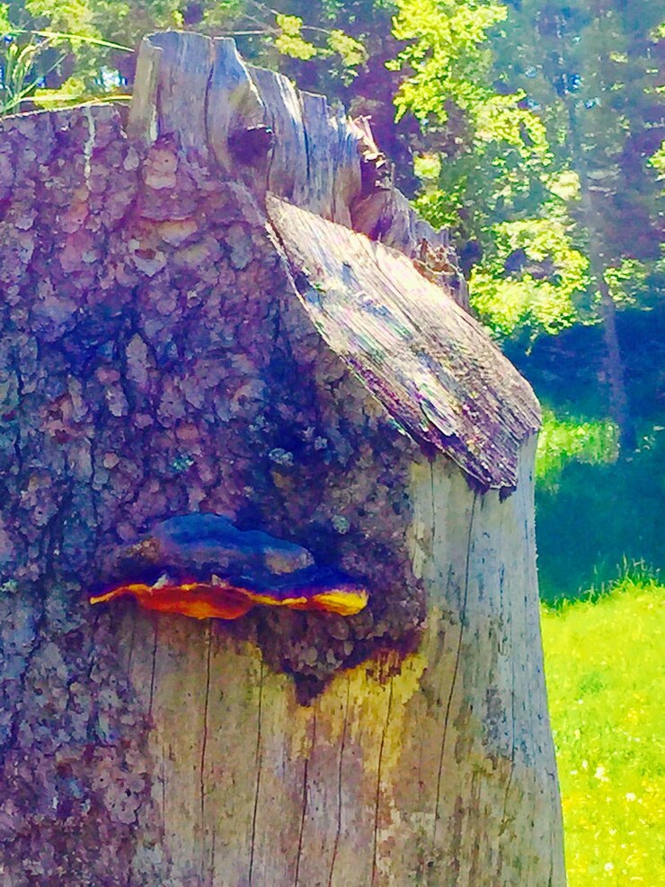Photo view of tree trunk