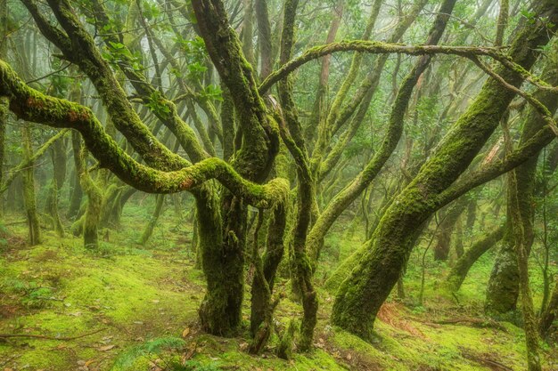 View of tree trunks in forest