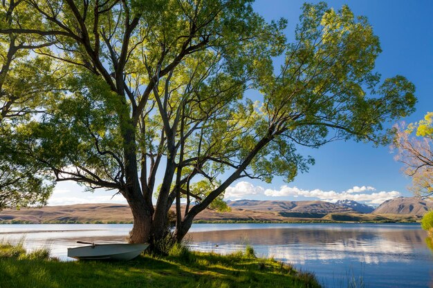 View of tree with lake in background