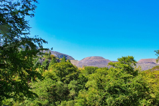 View of trees against blue sky