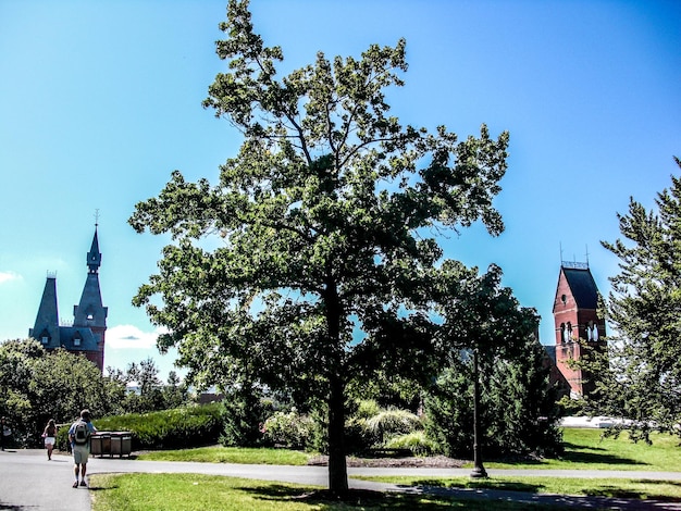 Photo view of trees against blue sky