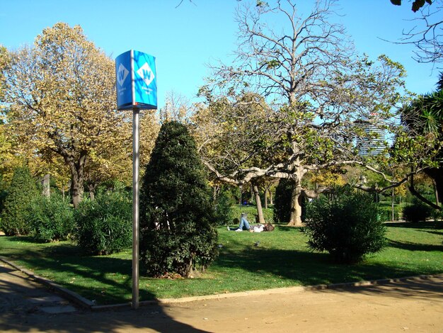 Foto veduta degli alberi contro il cielo blu