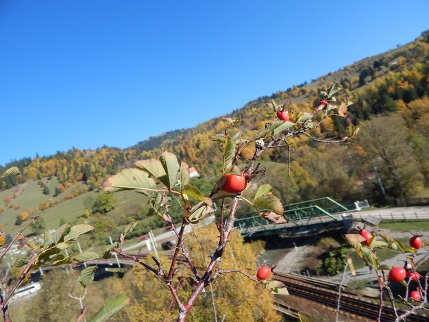 View of trees against clear blue sky