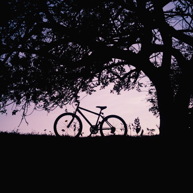 Foto veduta degli alberi contro il cielo