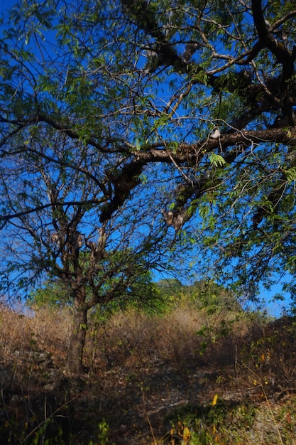 view of trees in arid land