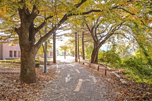 View of trees in autumn