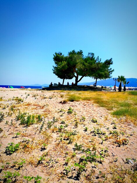 View of trees at beach