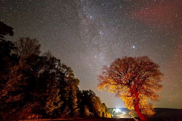 View of trees under a black starry sky