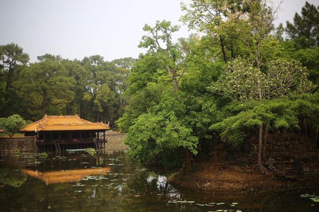 View of trees and building