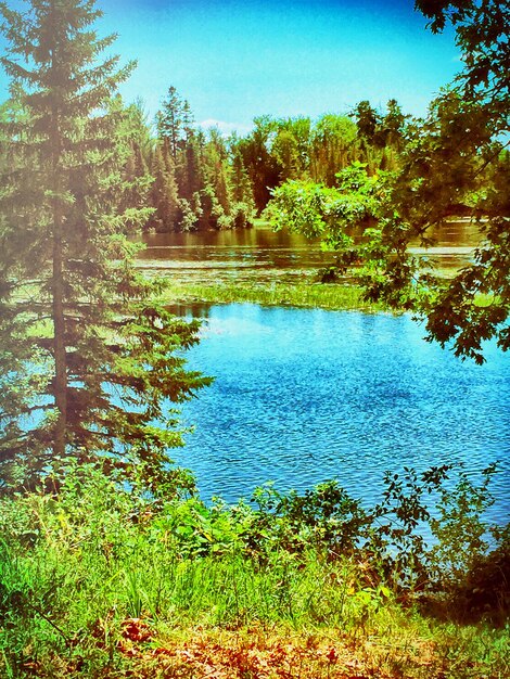 Photo view of trees by the lake