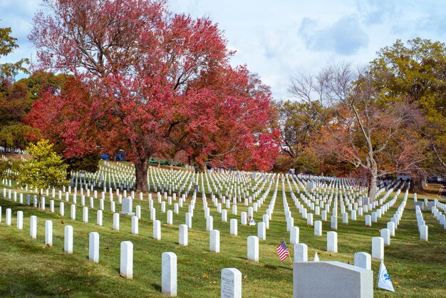 Photo view of trees in cemetery