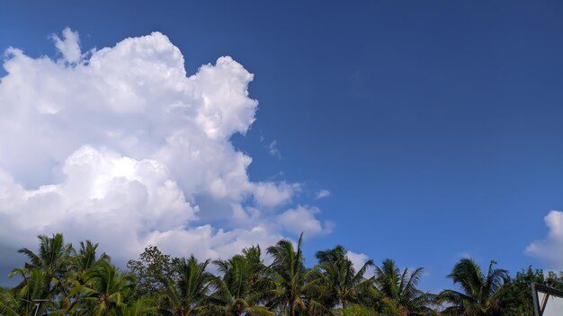 View of trees and cloudy blue sky